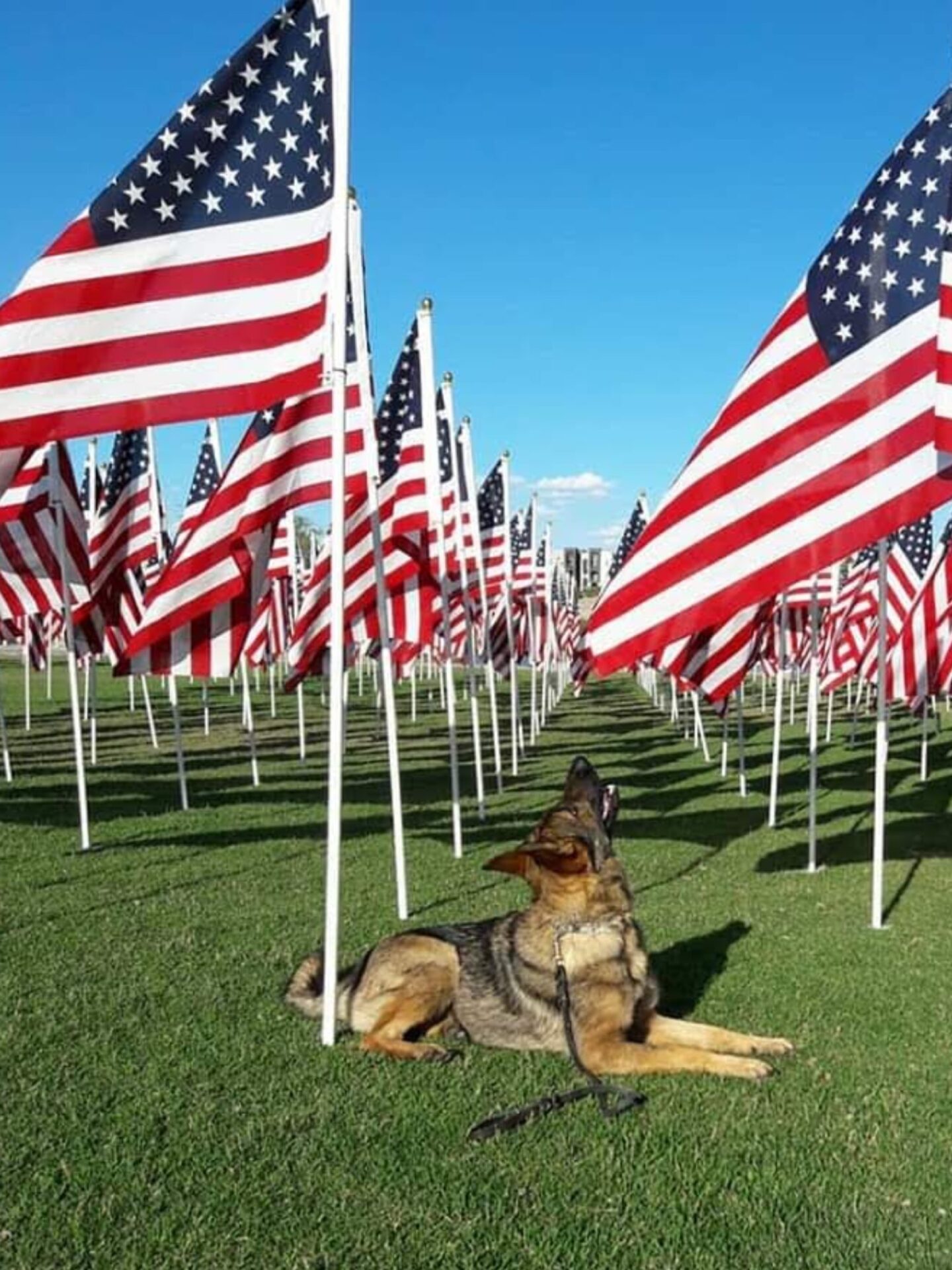 Kristy Moats Foundation for K9 Care