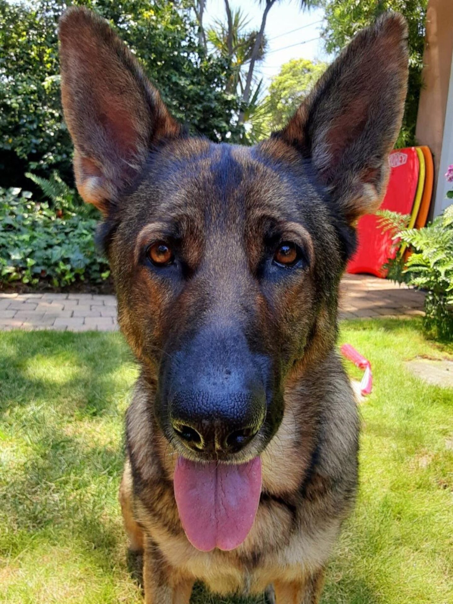 Kristy Moats Foundation for K9 Care